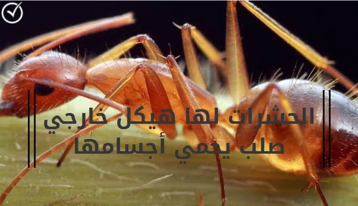 الحشرات لها هيكل خارجي صلب يحمي أجسامها ( إجابة خطأ أم خاطئة )