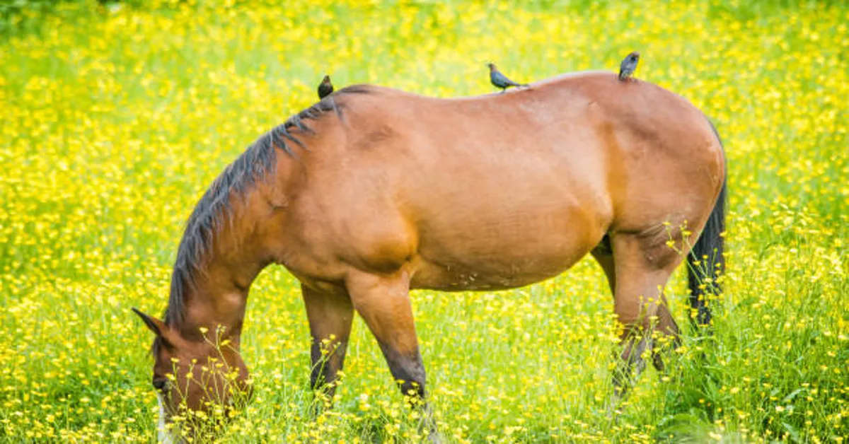 Horseplop