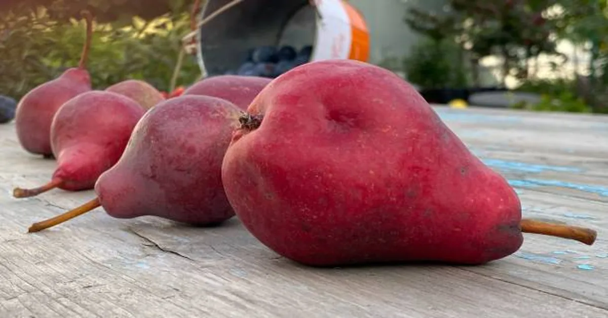 Navigator Pear